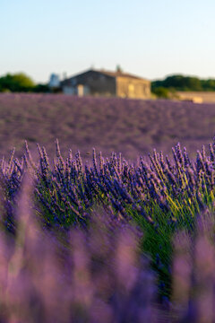 View of vibrant purple lavender fields in full bloom under a clear sky with a rustic stone farmhouse in the background in Valensole, Provence-Alpes-Cote d'Azur, France.