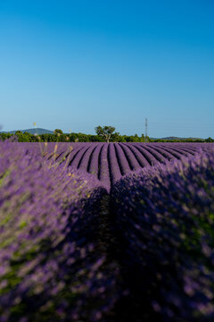 View of vibrant lavender fields in full bloom with rows stretching towards the horizon under a clear blue sky in Valensole, Provence-Alpes-Cote d'Azur, France.