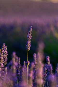 View of vibrant purple lavender flowers blooming in a field during golden hour in Valensole, Provence-Alpes-Cote d'Azur, France.