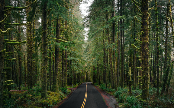 View of a paved road with double yellow lines winding through a dense temperate rainforest with moss-covered evergreen trees and ferns in Port Angeles, Washington, United States.