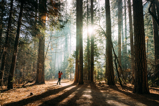 View of a person in a red jacket standing in a forest with tall trees and sunlight filtering through the canopy, United States of America.