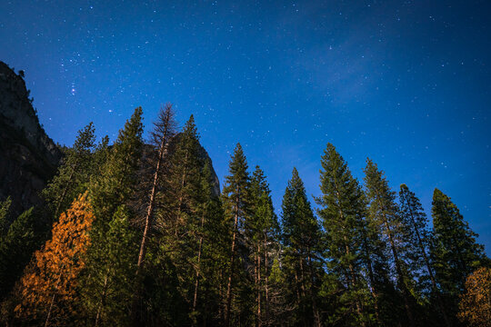 View of a starry night sky above a dense forest of pine trees in the United States of America.