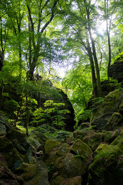 View of the Mullerthal Trail featuring moss-covered rock formations and lush green forest canopy with sunlight filtering through the trees in Berdorf, Echternach, Luxembourg.