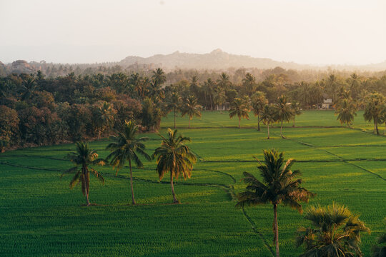 View of lush green rice paddies dotted with palm trees under a soft golden light in the rural landscape of Hampi, Karnataka, India.
