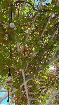 Low angle view of a white wooden pergola covered with lush green and autumn leaves and small dark berries with hanging string lights