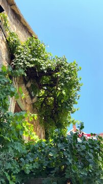 Low angle view of a stone building facade covered with lush green grape vines in a sunny Mediterranean village