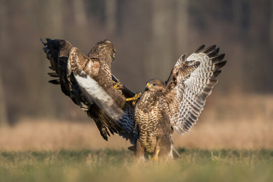 View of two common buzzards fighting on the ground in a field in Debrzno, Pomeranian Voivodeship, Poland.