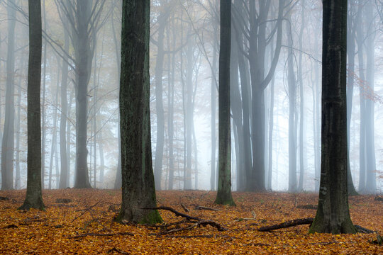 View of tall trees in a dense forest during autumn with thick morning fog and a carpet of fallen golden leaves covering the ground in Debrzno, Pomeranian Voivodeship, Poland.
