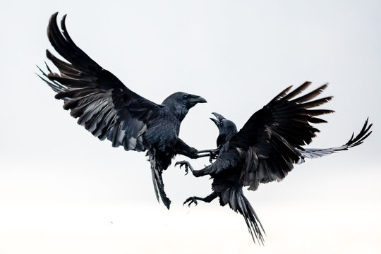 View of two black ravens fighting in mid-air with wings spread wide against a bright sky in Debrzno, Pomeranian Voivodeship, Poland.
