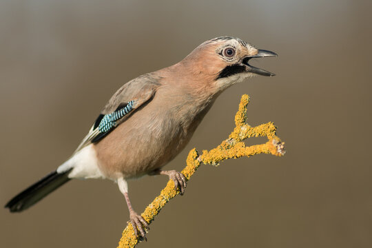 View of a Eurasian jay perched on a lichen-covered branch with its beak open in Debrzno, Pomeranian Voivodeshi, Poland.