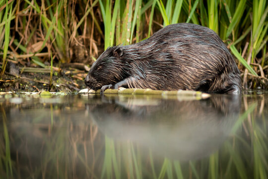 View of a beaver with wet fur resting by the water edge with its reflection visible in the calm surface surrounded by green reeds in Debrzno, Pomeranian Voivodeshi, Poland.