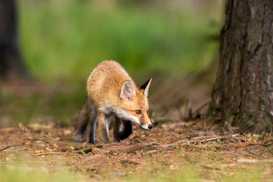 View of a young red fox walking on the forest floor with pine trees in the background in Debrzno, Pomeranian Voivodeship, Poland.