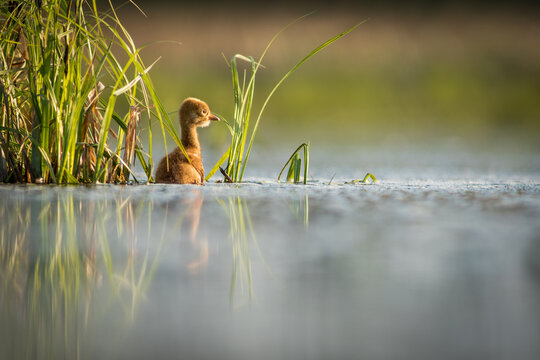 View of a young crane chick swimming in a calm pond surrounded by tall green reeds with soft golden hour light reflecting on the water surface, Debrzno, Pomeranian Voivodeshi, Poland.