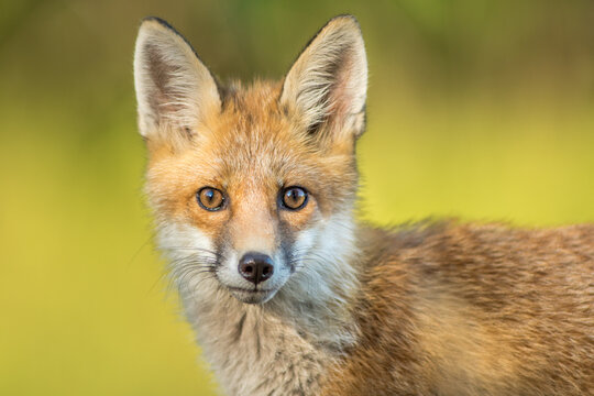 View of a young red fox with soft fur and alert eyes against a blurred natural background in Debrzno, Pomeranian Voivodeshi, Poland.