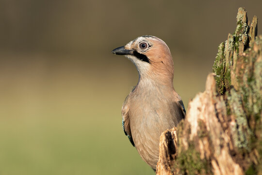 View of a Eurasian Jay perched next to a mossy tree stump in a forest setting in Debrzno, Pomeranian Voivodeship, Poland.
