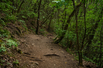 Obraz premium Dirt hiking trail winding through lush green forest trees in Budapest Hungary on a bright summer day outdoors