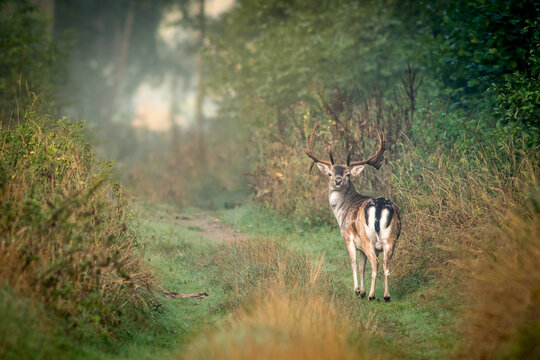 View of a fallow deer with antlers standing on a forest path surrounded by tall grass and misty trees in Debrzno, Pomeranian Voivodeship, Poland.
