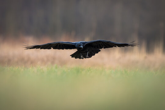 View of a raven in flight with wings spread low over a green field in Debrzno, Pomeranian Voivodeship, Poland.