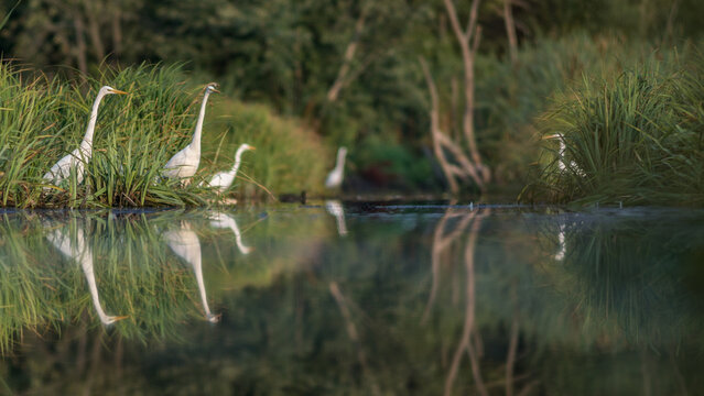 View of great egrets standing in tall grass along the calm water with their reflections visible on the surface in Debrzno, Pomeranian Voivodeship, Poland.