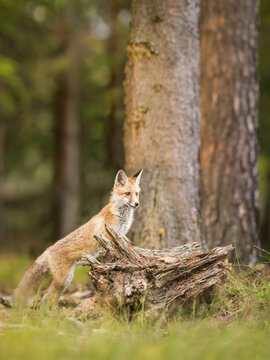 View of a red fox standing on a weathered tree stump in a forest in Debrzno, Pomeranian Voivodeship, Poland.