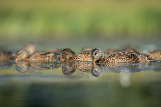 View of a group of ducks swimming in calm water with soft reflections and a blurred green background in Debrzno, Pomeranian Voivodeship, Poland.