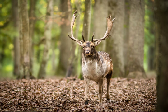 View of a fallow deer with large antlers standing on a forest floor covered with fallen autumn leaves in Debrzno, Pomeranian Voivodeship, Poland.