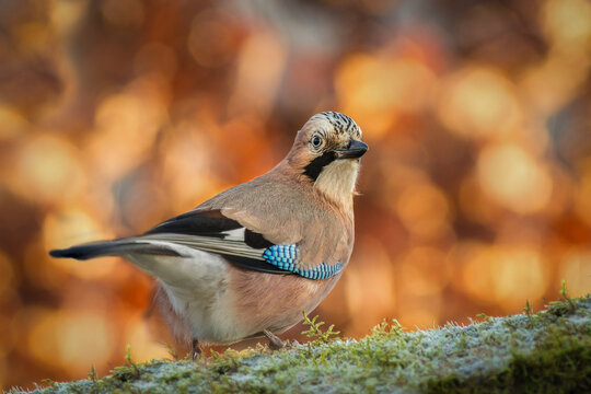 View of a Eurasian jay perched on a mossy branch against a blurred autumn background in Debrzno, Pomeranian Voivodeship, Poland.