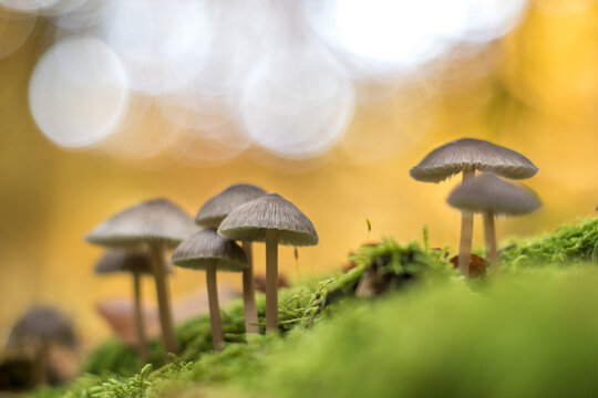 View of small mushrooms growing on a vibrant green mossy forest floor with a soft-focus autumn background, Debrzno, Pomeranian Voivodeshi, Poland.