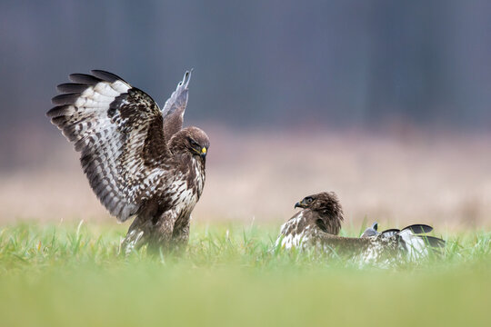 View of two common buzzards in a grassy field, one with wings spread and the other resting, in Debrzno, Pomeranian Voivodeshi, Poland.