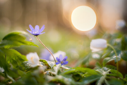 View of purple and white spring flowers blooming in a forest with soft golden hour sunlight and bokeh background in Debrzno, Pomeranian Voivodeshi, Poland.