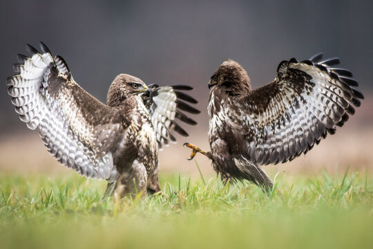 View of two common buzzards with wings spread wide engaged in a territorial dispute on a grassy field in Debrzno, Pomeranian Voivodeship, Poland.