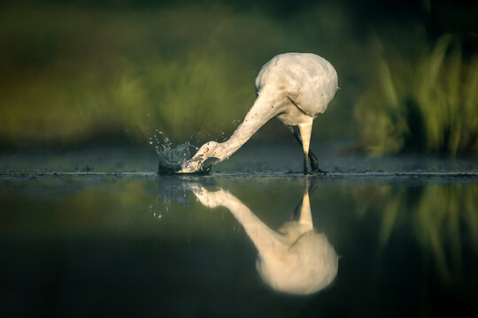 View of a white egret hunting in shallow water with a splash and a clear reflection in Debrzno, Pomeranian Voivodeship, Poland.