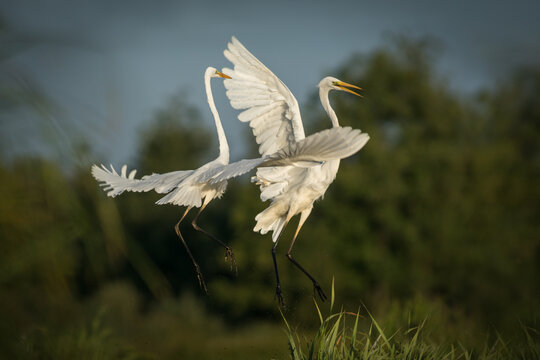 View of two great egrets with white plumage interacting in flight over a grassy wetland area in Debrzno, Pomeranian Voivodeshi, Poland.