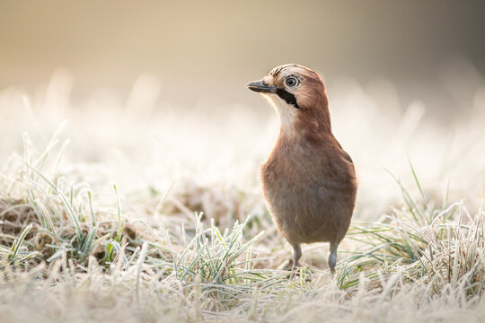 View of a Eurasian jay standing in frost-covered grass during a cold morning in Debrzno, Pomeranian Voivodeshi, Poland.