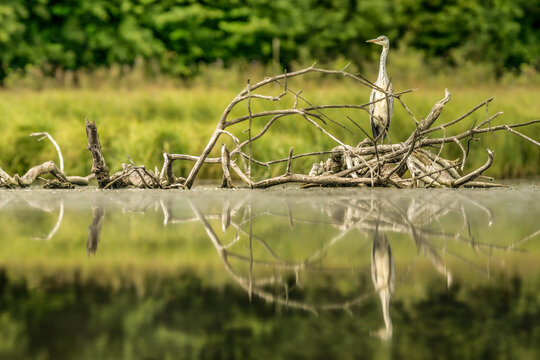 View of a grey heron standing on a pile of dead branches in a calm lake with a clear reflection in the water in Debrzno, Pomeranian Voivodeshi, Poland.