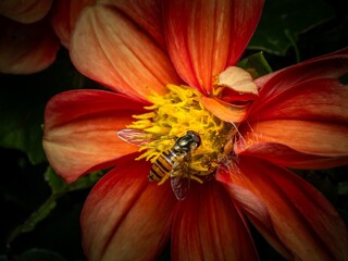 Pollination and biodiversity hoverfly on a vibrant orange dahlia flower nature and environmental conservation macro A hoverfly rests on a orange dahlia flower collecting nectar and pollen © MD Media