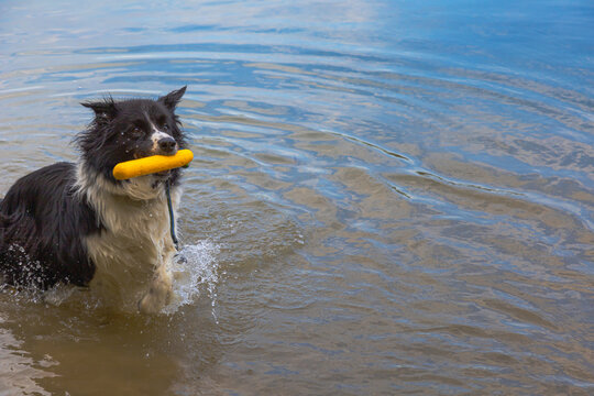 Border collie retrieving yellow toy from lake with copy space. Active border collie carrying fetch toy through shallow water