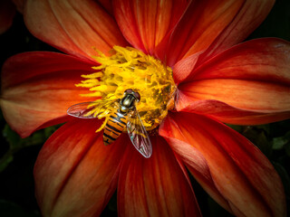 Pollination and biodiversity hoverfly on a vibrant orange dahlia flower nature and environmental conservation macro A hoverfly rests on a orange dahlia flower collecting nectar and pollen © MD Media