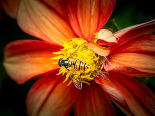 Pollination and biodiversity hoverfly on a vibrant orange dahlia flower nature and environmental conservation macro A hoverfly rests on a orange dahlia flower collecting nectar and pollen © MD Media