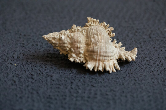 Seashell