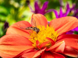 Pollination and biodiversity hoverfly on a vibrant orange dahlia flower nature and environmental conservation macro A hoverfly rests on a orange dahlia flower collecting nectar and pollen © MD Media