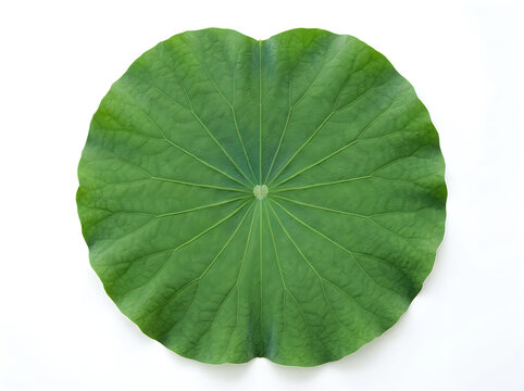 Top view of a single green lotus leaf with radial veins, perfectly symmetrical and circular shape, isolated on white background