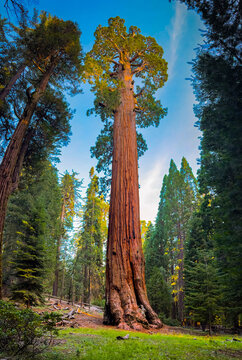 General Grant Sequoia Sunrise Kings Canyon National Park