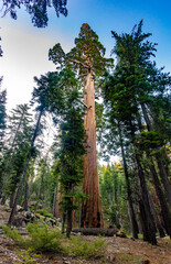 Fototapeta premium Giant sequoia rises above forest at Giant Loop Trail