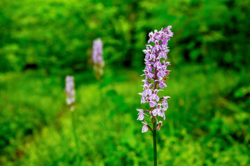 Obraz premium Fuchs' Orchid (Dactylorhiza fuchsii) Blooming Near Lake Almsee, Austria