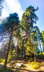 Fototapeta premium Giant sequoia forest lines Big Stump Loop Trail