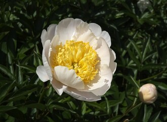 Beautiful peony blooming in a garden in summer © Rita Puteikytė