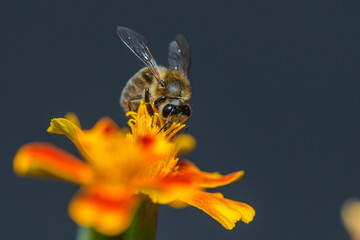 A tiny bee hovers delicately over a bright marigold flower, drawing nectar from its vibrant orange petals. Sunlight illuminates the scene, creating a lively atmosphere in a blooming garden filled with © Михаил Шорохов