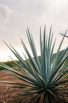 Agave plantation with healthy blue agave plants in the Mexican countryside