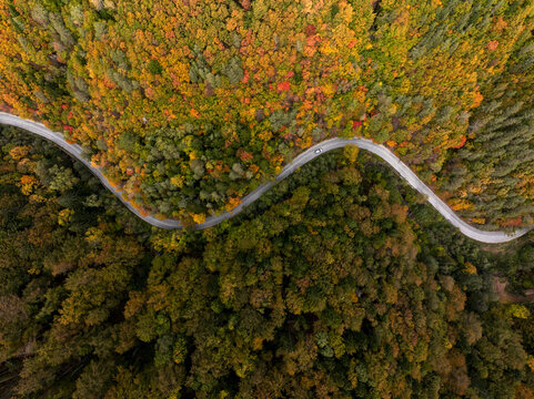 Aerial view of a winding road cutting through a dense forest with vibrant autumn foliage in shades of orange, yellow, and green in Bulgaria.